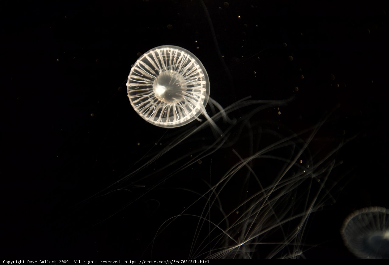 Underwater Spectacle of the Jellyfish