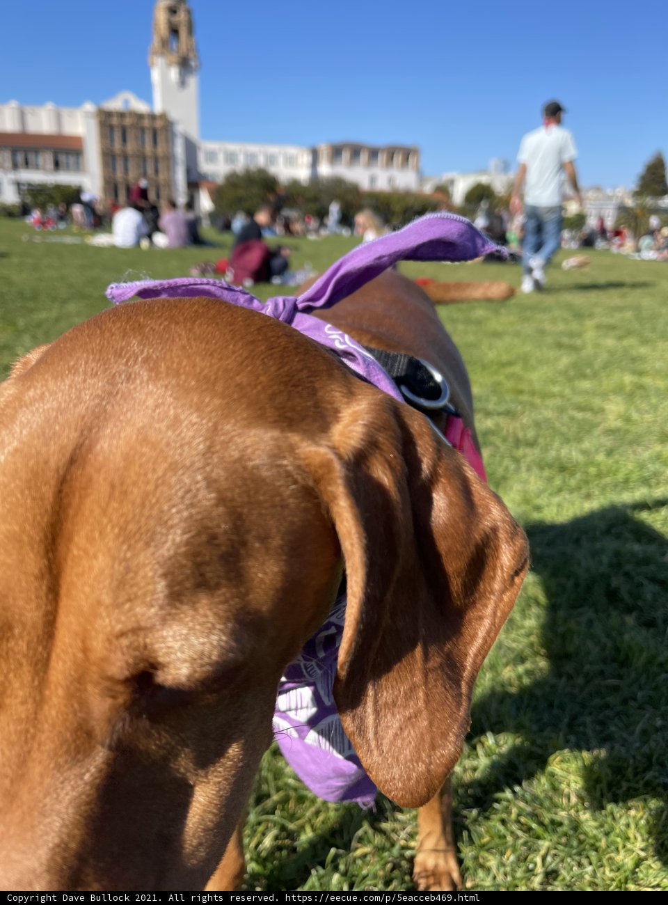 Sunny Day Pupper in Purple