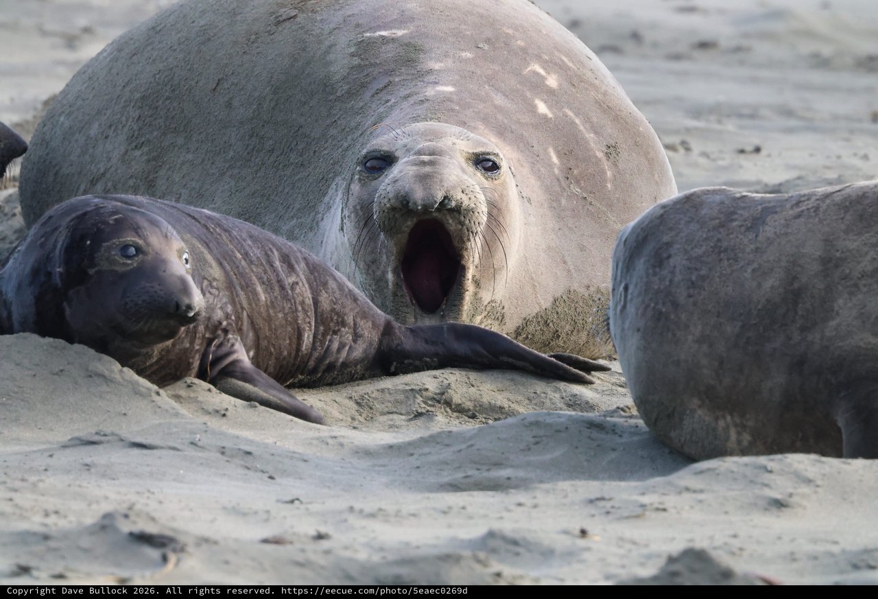 Elephant Seal Mother with Nursing Pup at Drakes Beach