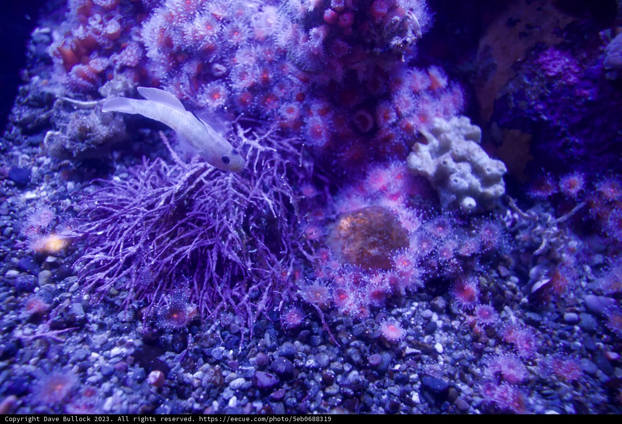 Vivid Underwater Encounter - Monterey Bay Aquarium, 2023