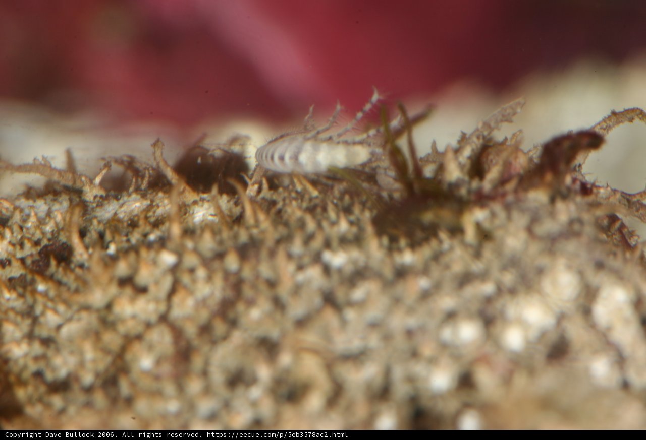 Tiny Shrimp on the Rock