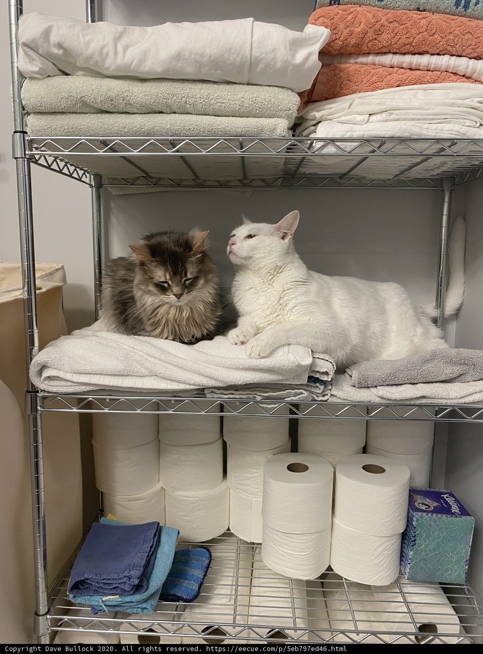 Cats on a Throne of Linen