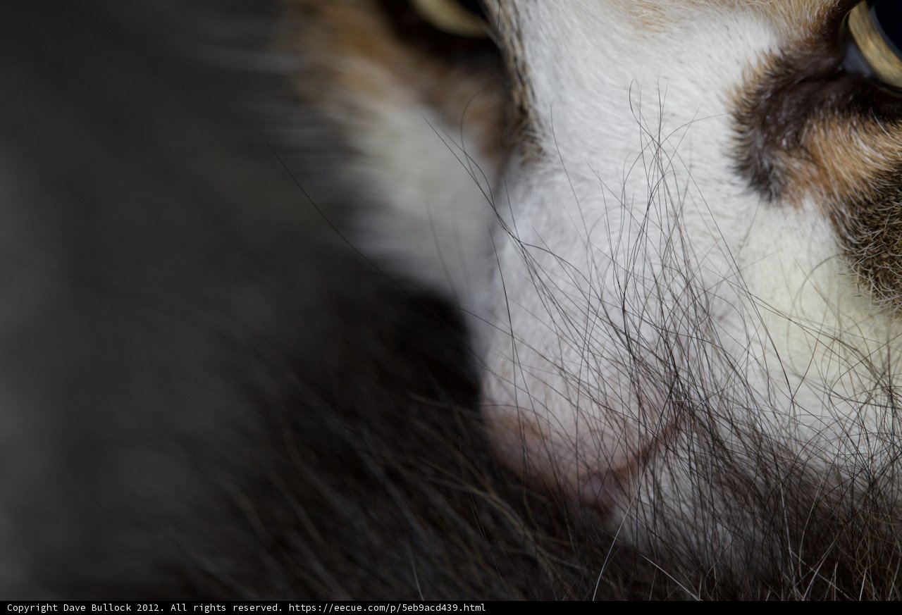 Feline Fluffball