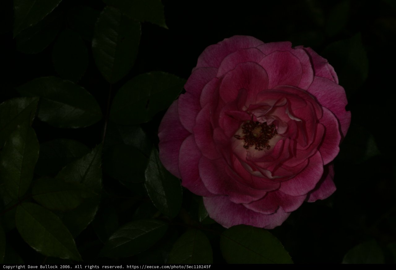 Rose in the Dark