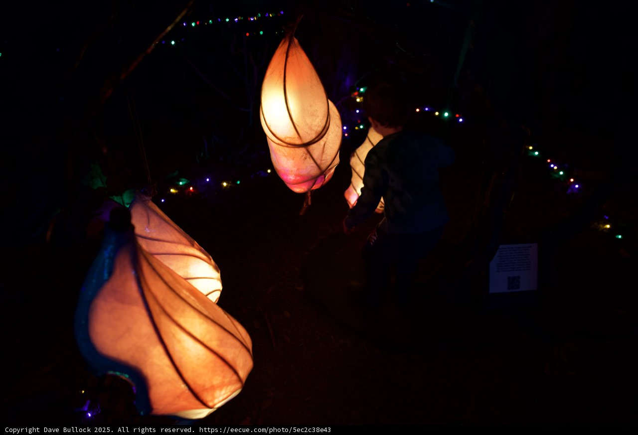 Enchanted Lanterns