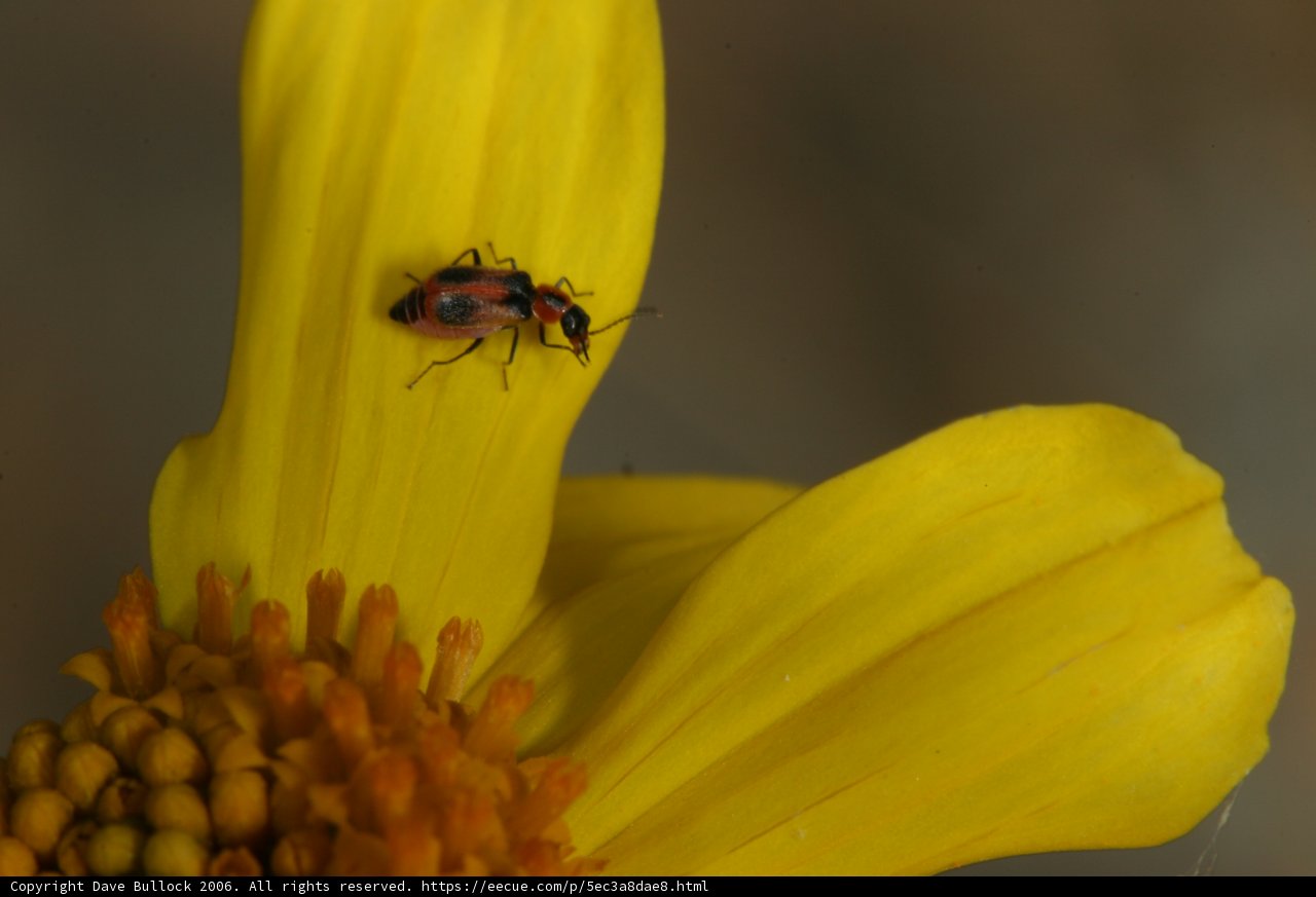 Lucky Ladybug on a Yellow Sunflower