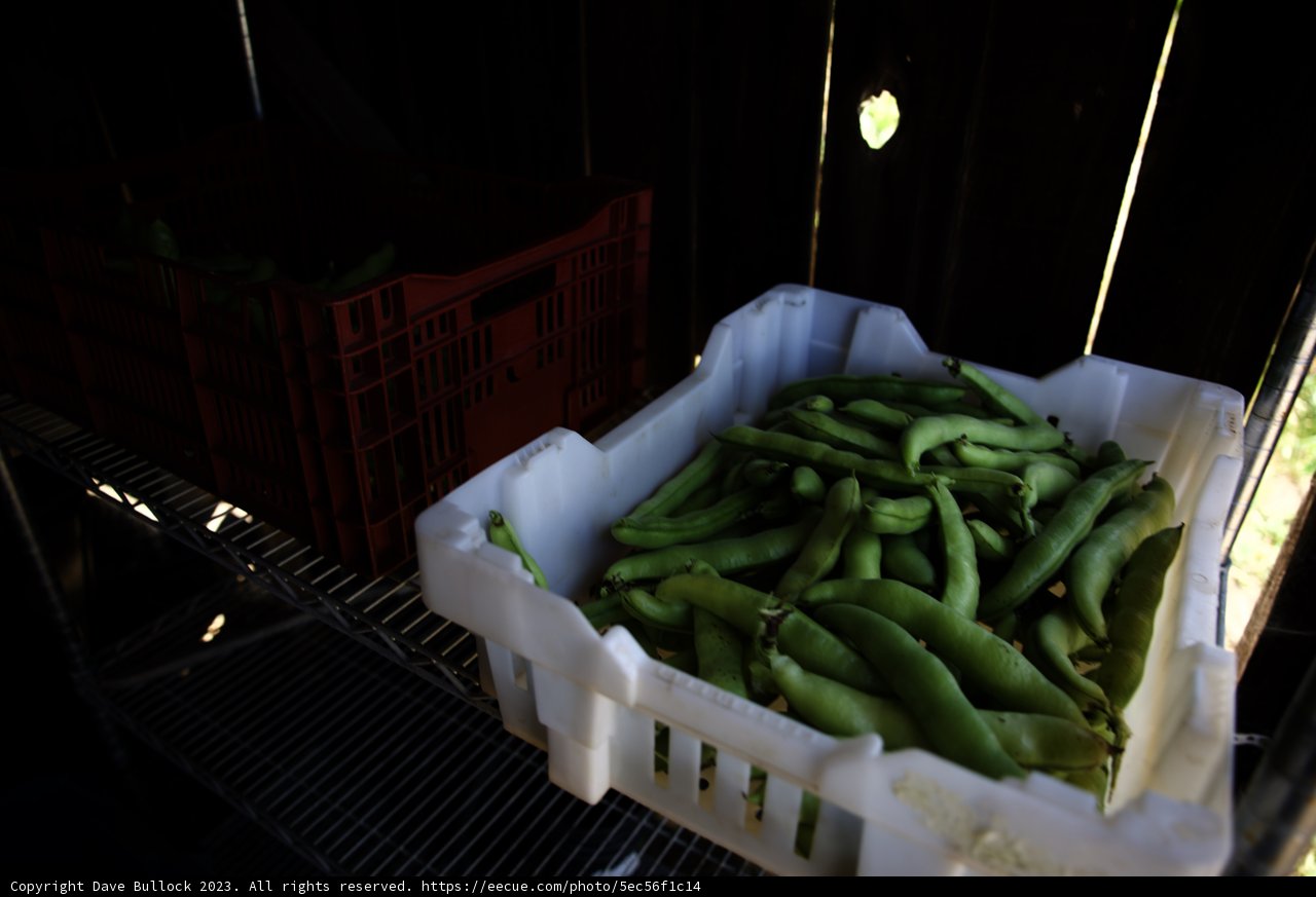 Bountiful Harvest of Green Beans