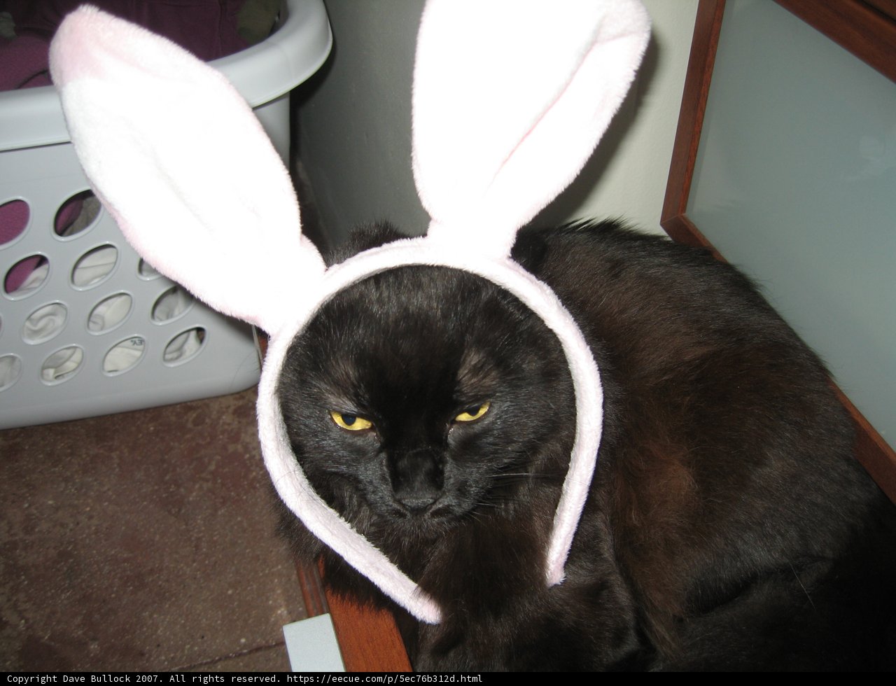 A Bunny-Eared Adult Feline