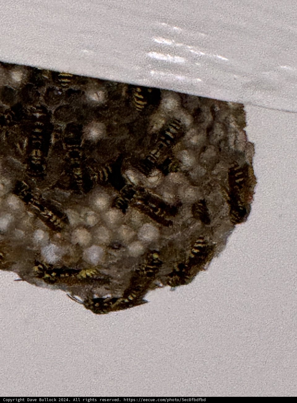 Hive's Harmony