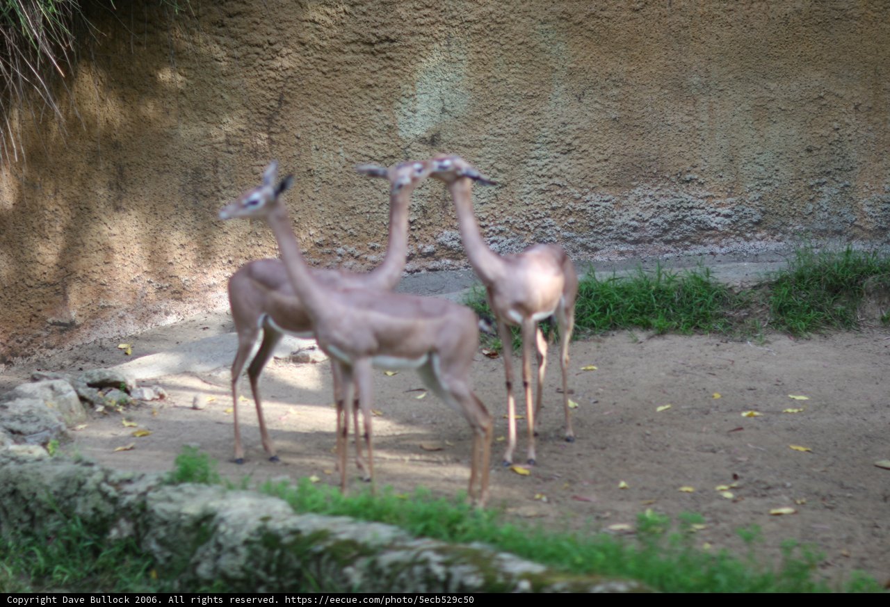 Graceful Antelopes in the Wild