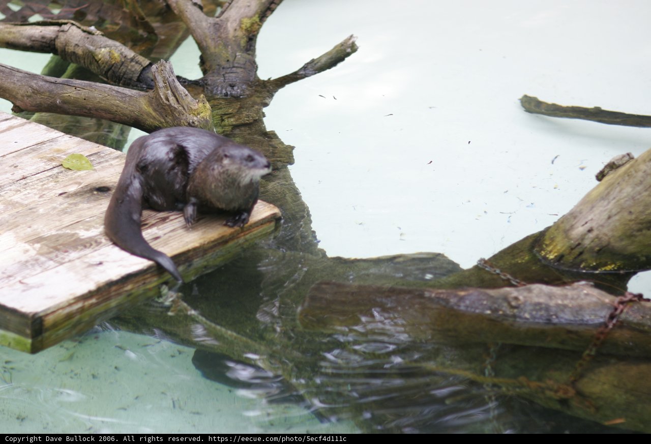 Otter Oasis