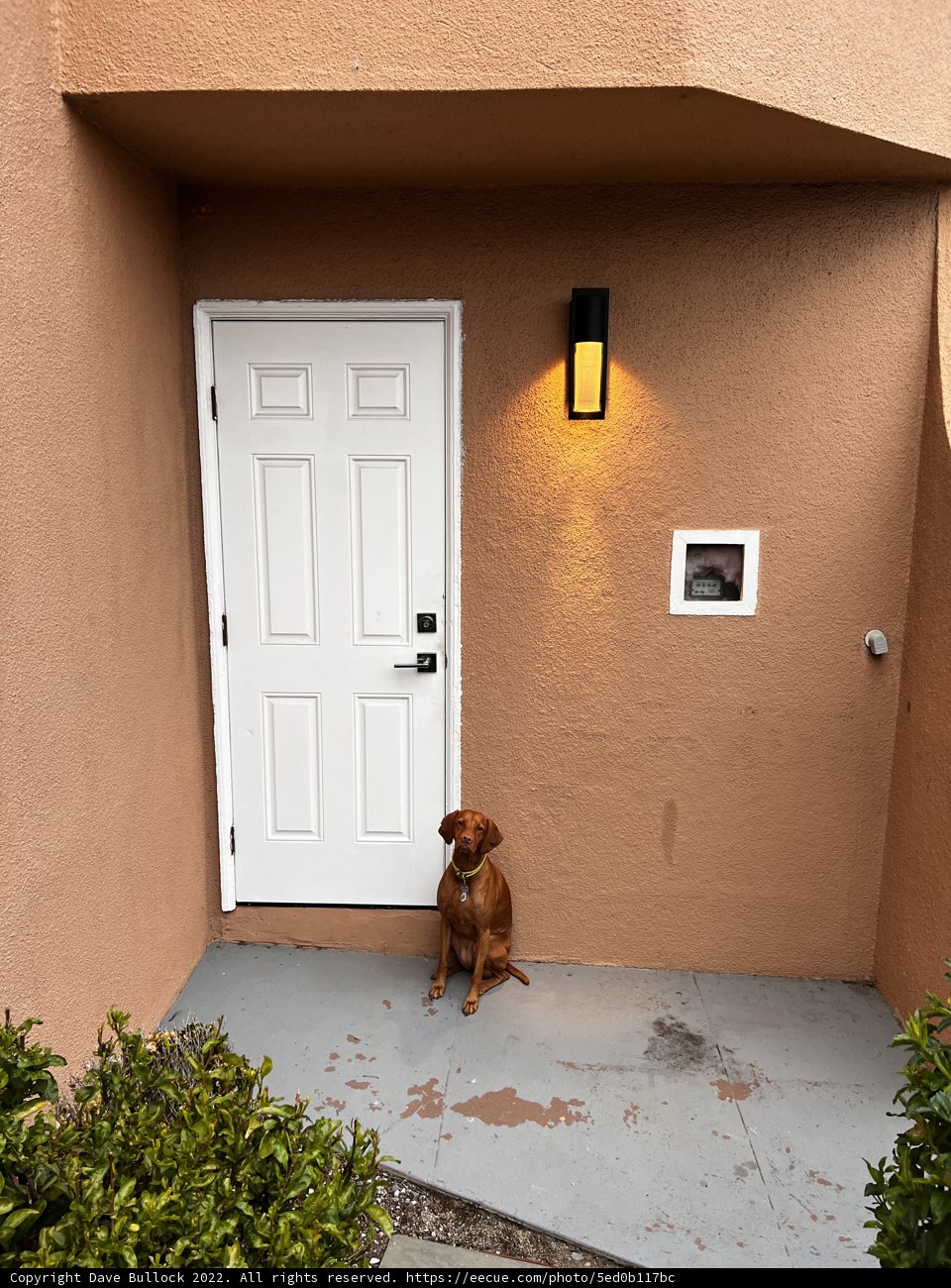 Porch Pup