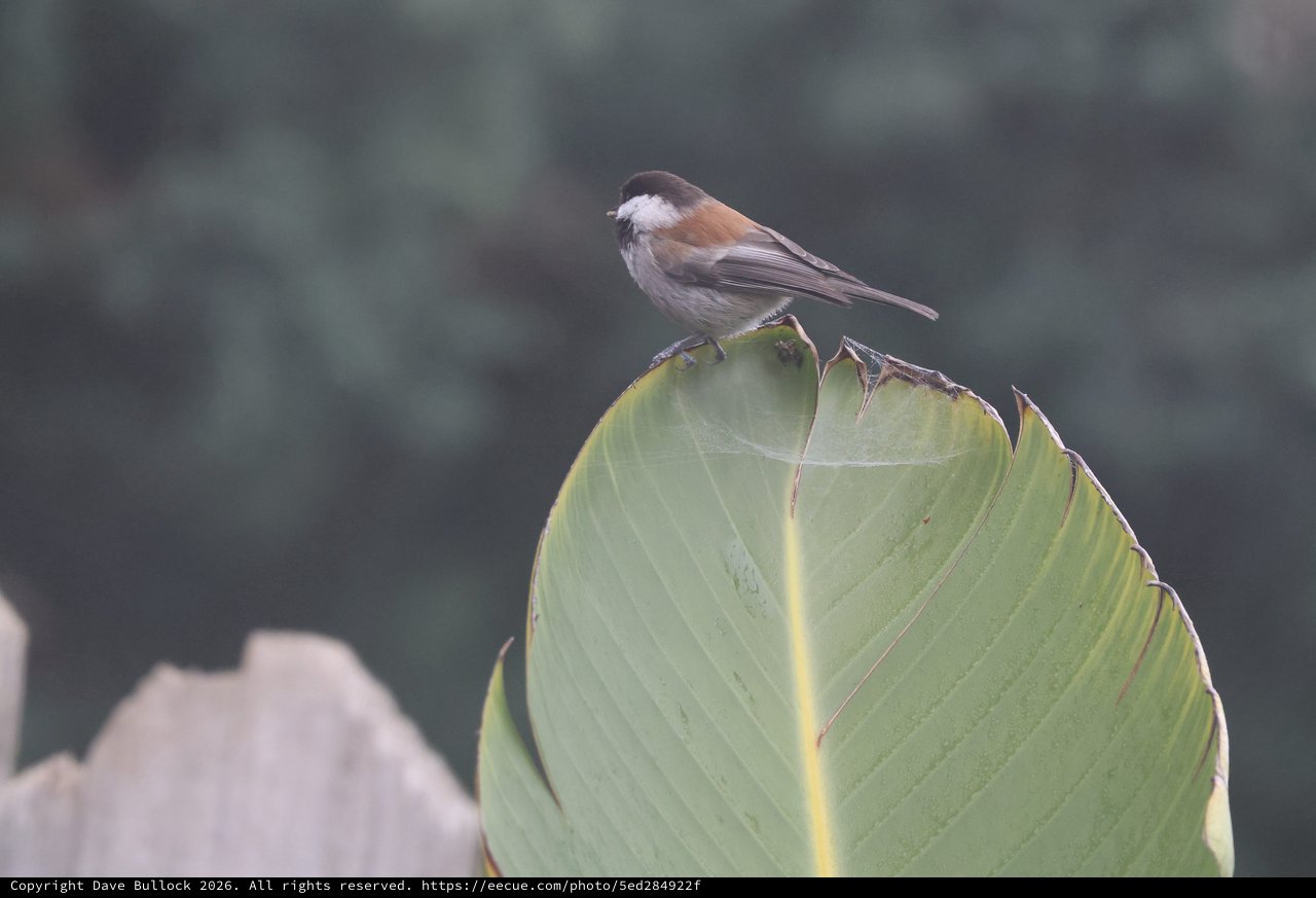 Boreal Chickadee Perched on Curled Banana Leaf