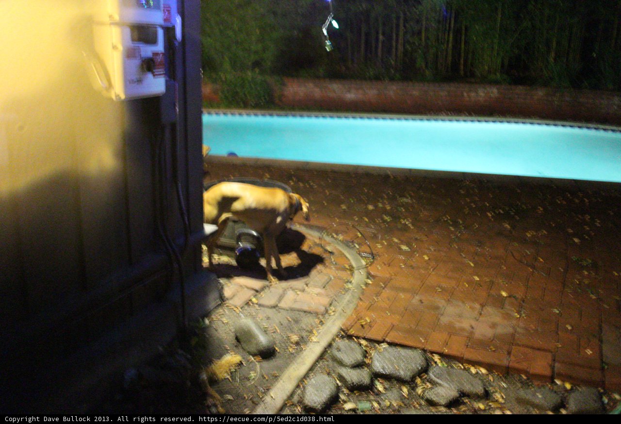 Poolside Pup