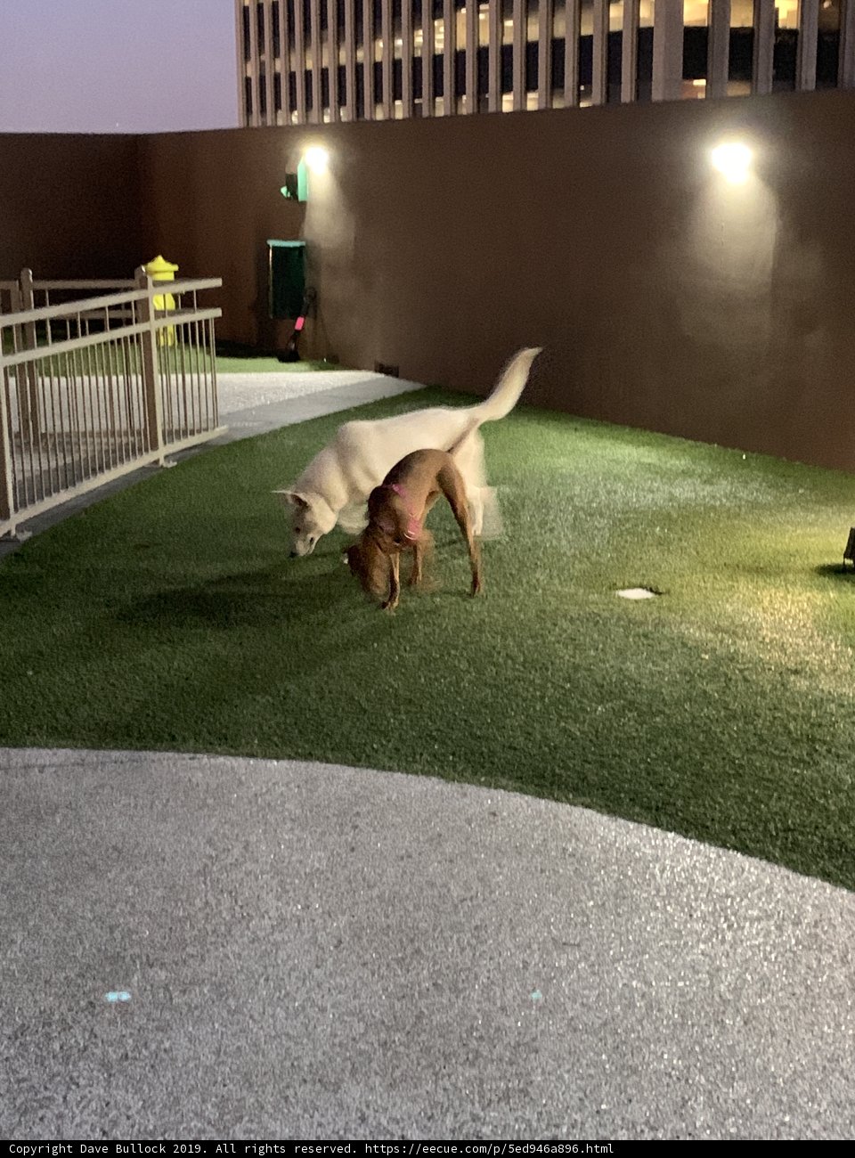 Canine Playtime