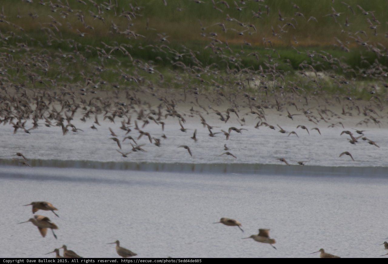 Symphony in Flight