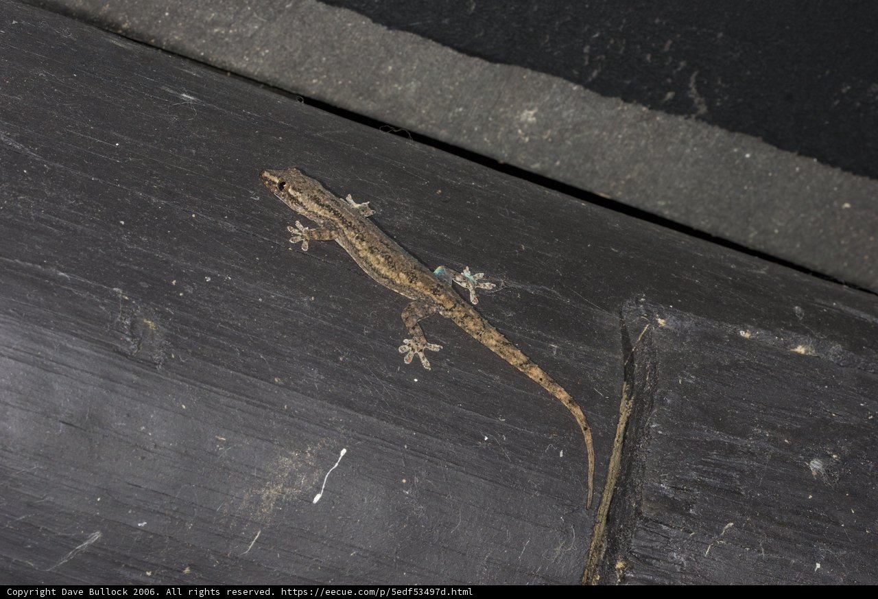 The Gecko on the Wooden Wall