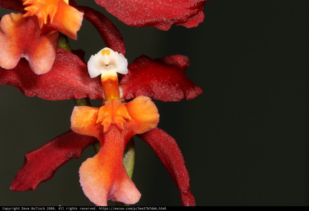 Fiery Beauty