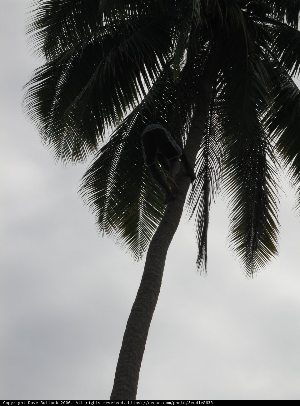 Palm Tree Expedition