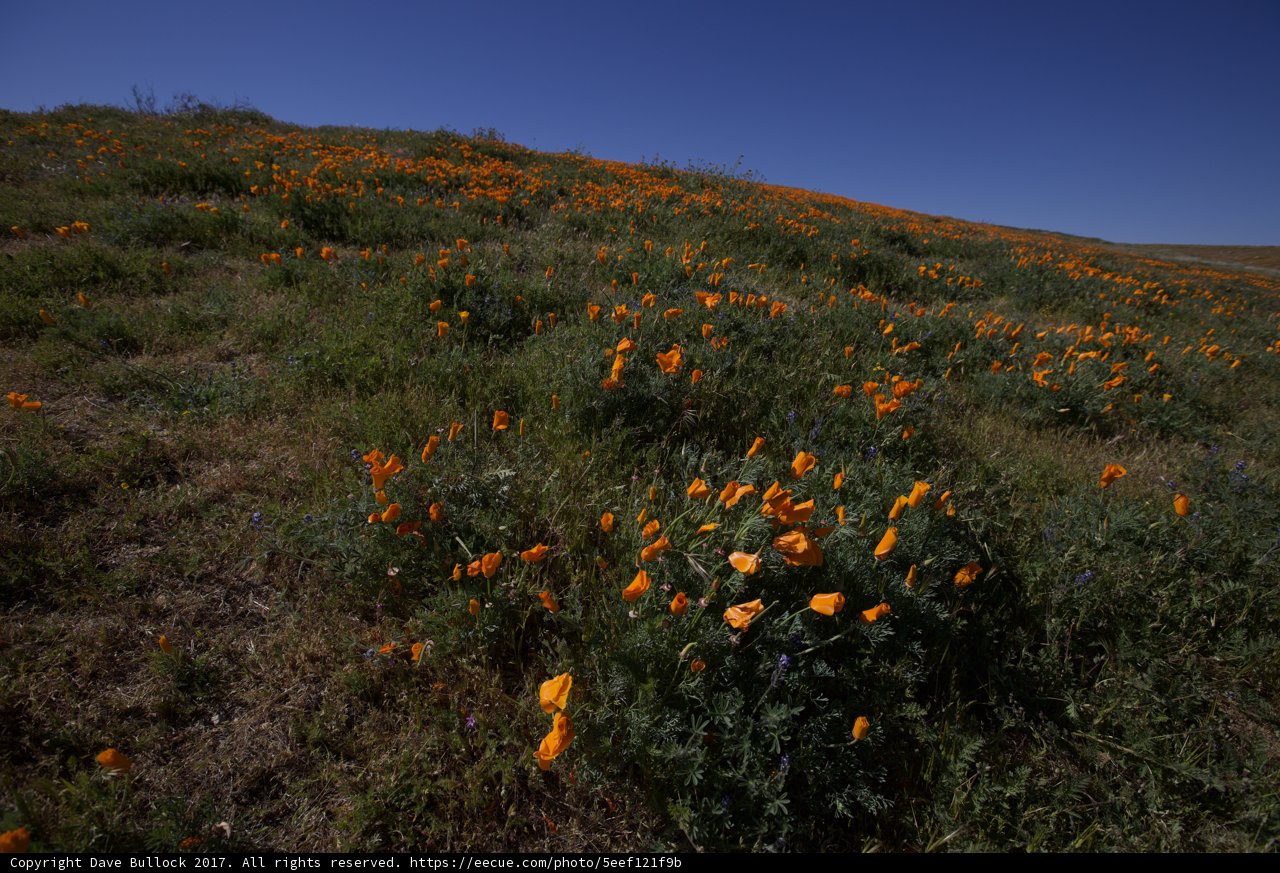 Blissful Poppy Meadows