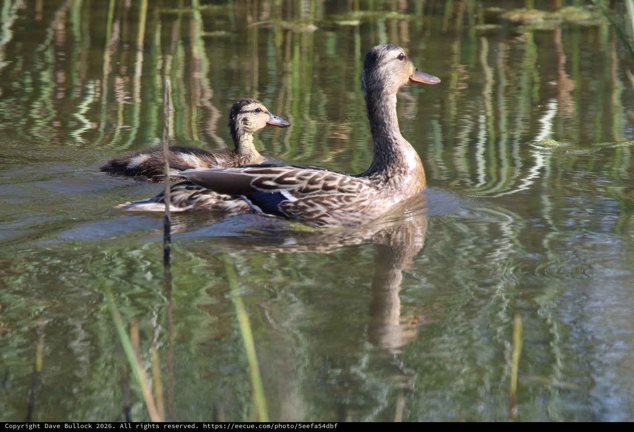 Female Mallard Duck with Duckling in Wetland Habitat