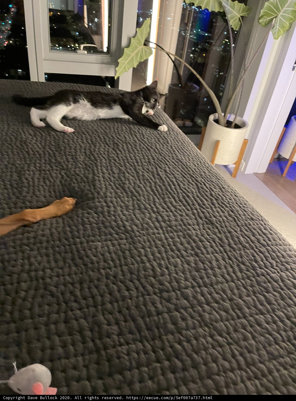 Furry Friends Enjoying a Cozy Evening