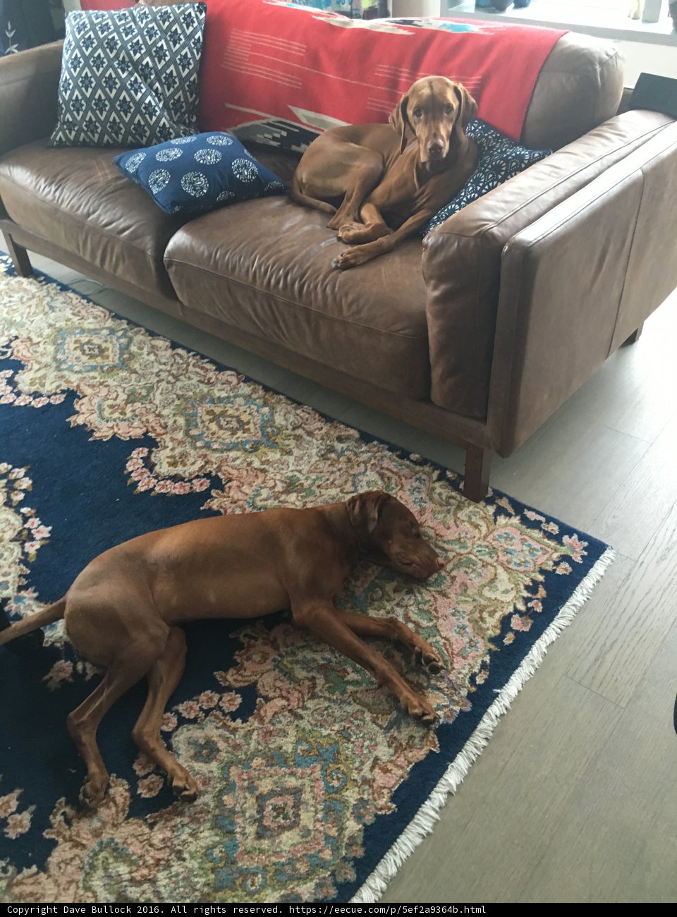 Living Room Pups