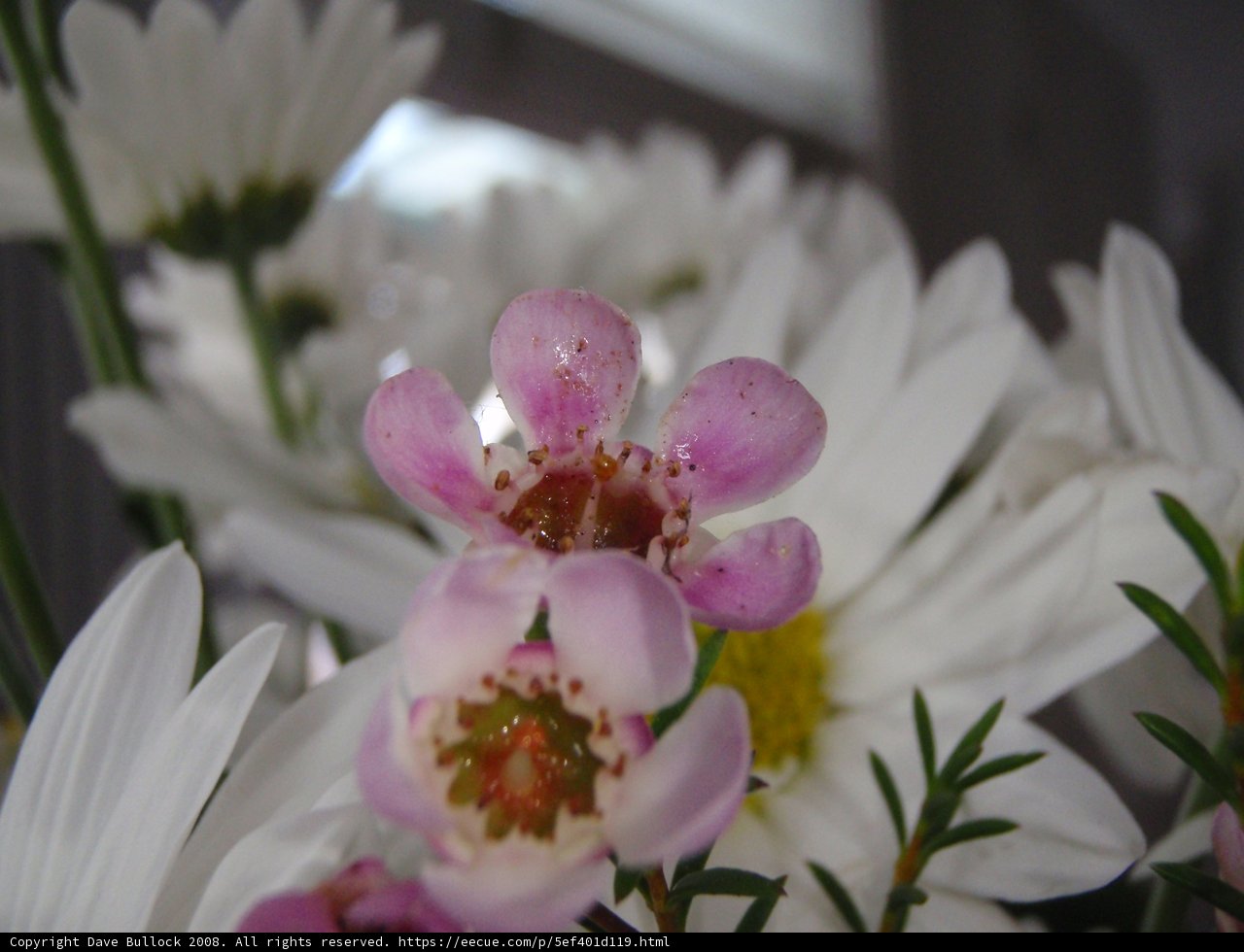 Blooming Beauty