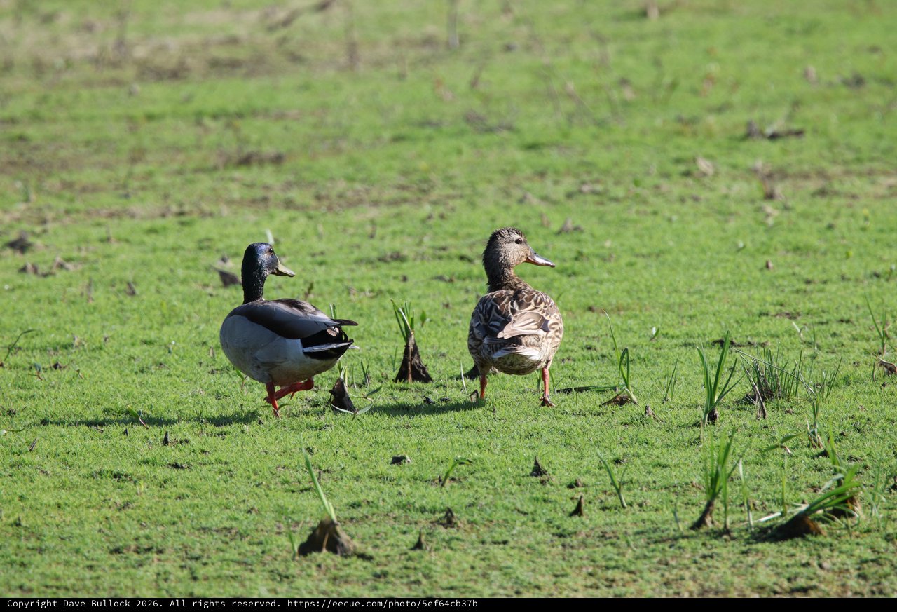 Pair of Ducks Walking Through Green Wetland Grass
