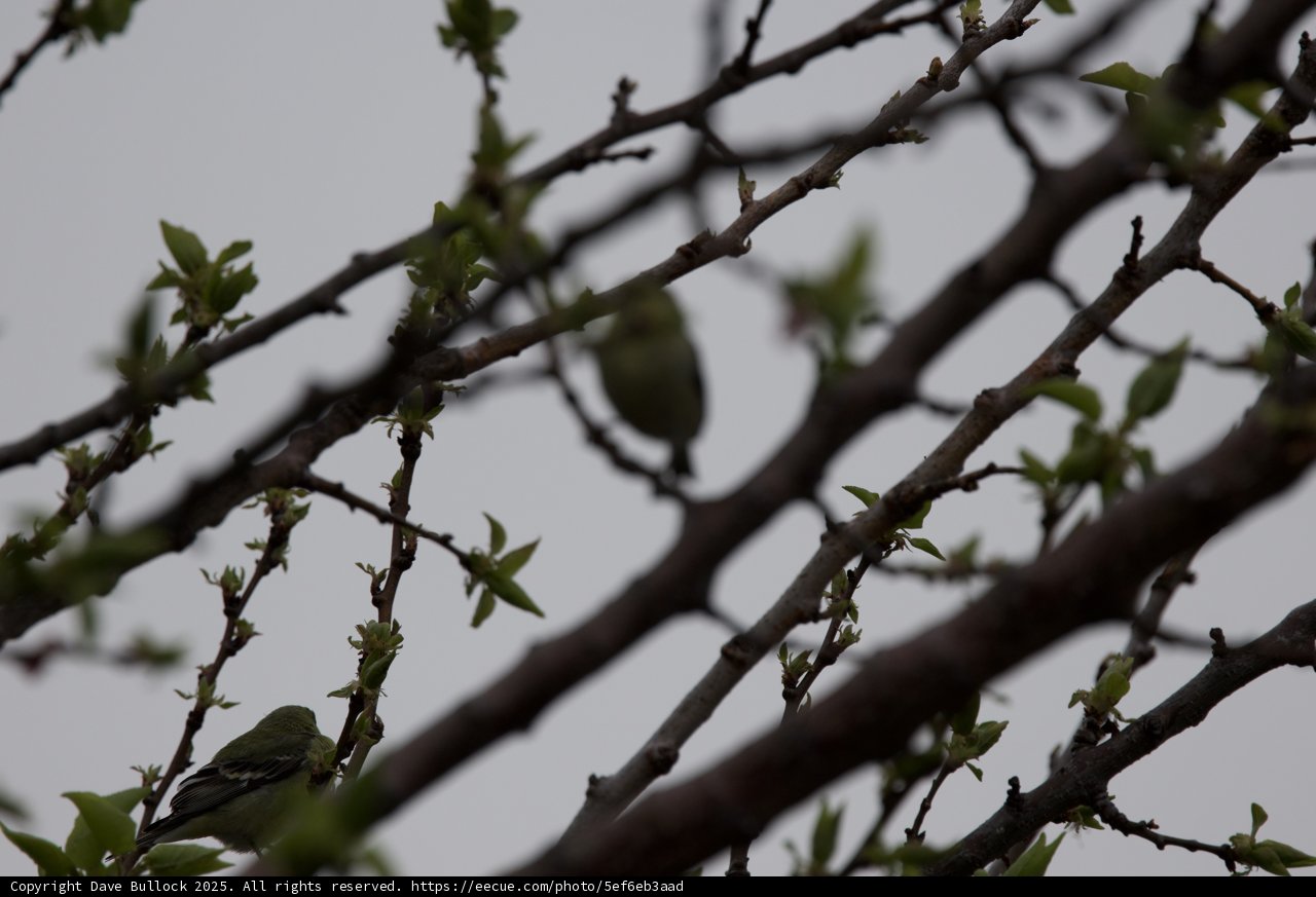 In the Canopy: A Finch's Retreat