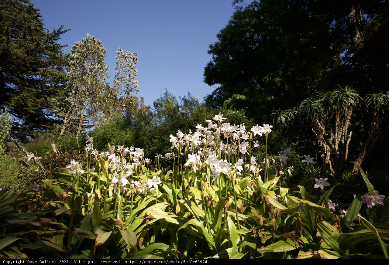 Summer Splendor at San Francisco Botanical Garden