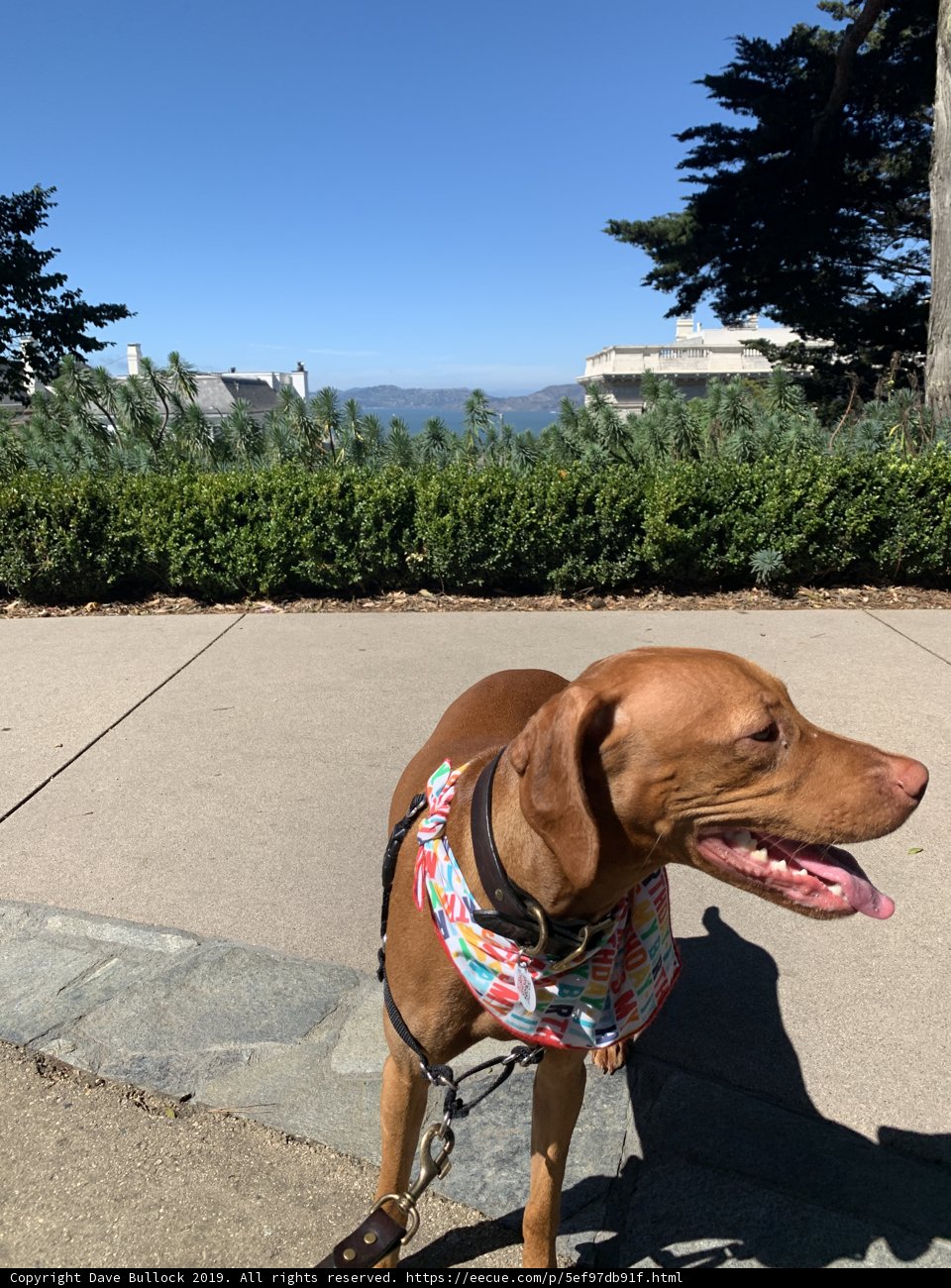 Vibrant Vizsla