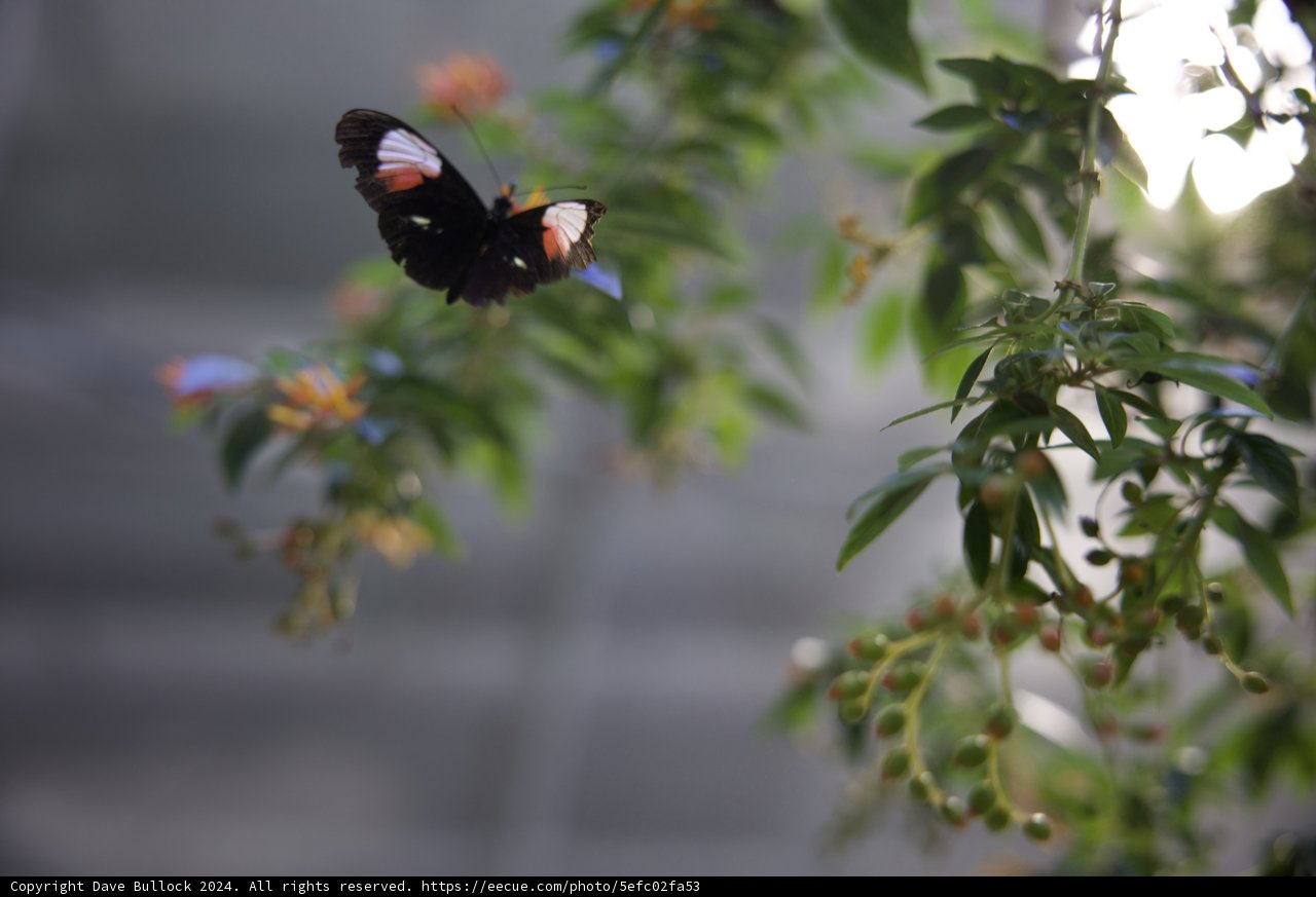Fluttering Symphony in the Rainforest