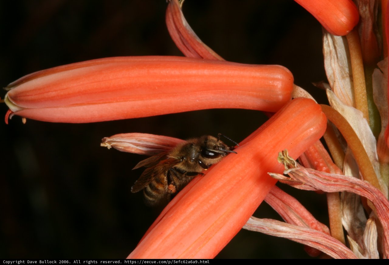 Bee in the Flower