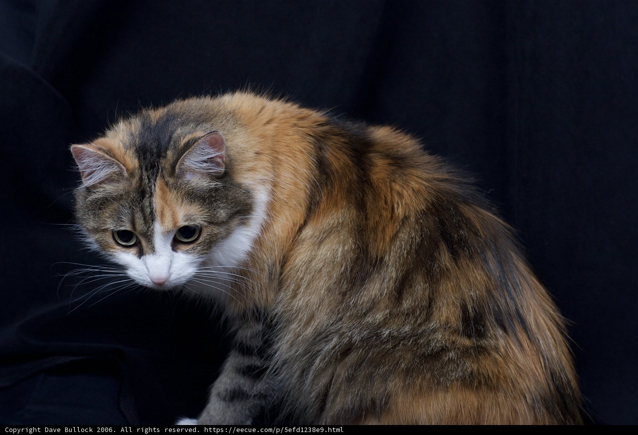 Calico Cat Takes the Spotlight