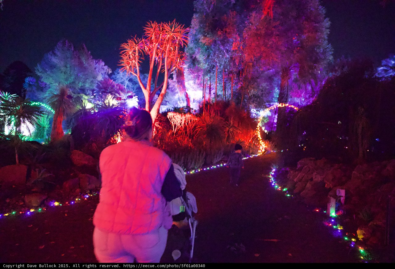 Enchanted Night Stroll