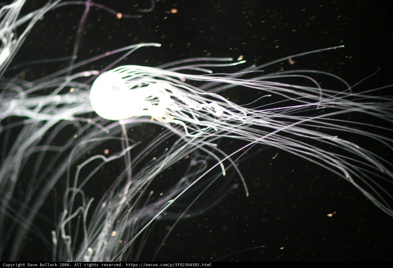 Graceful tentacles