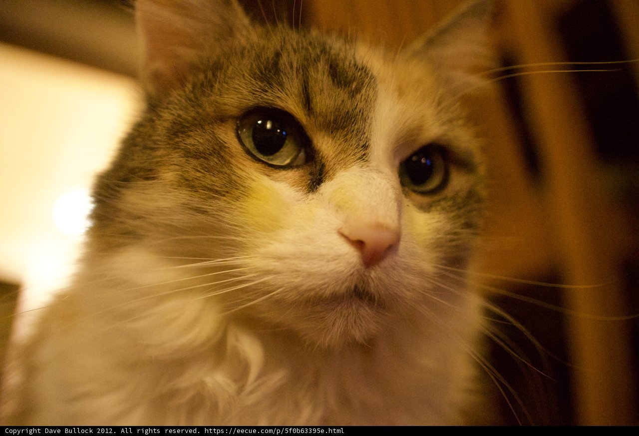 On the Prowl