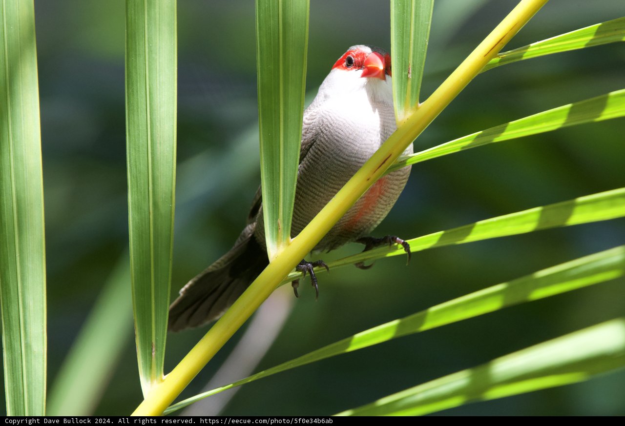 Verdant Serenity: A Finch Amongst the Foliage