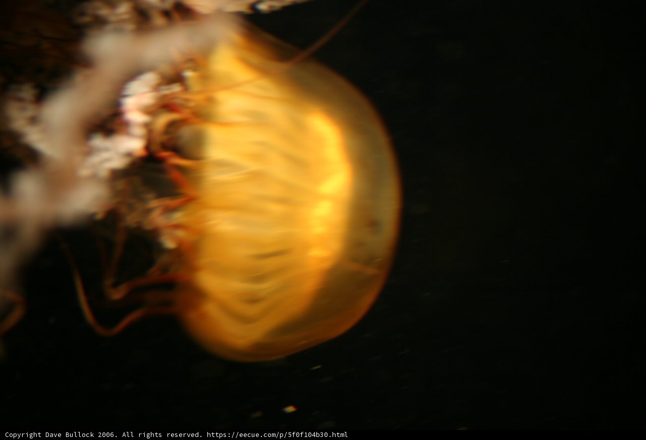 Glowing jellyfish in the deep sea