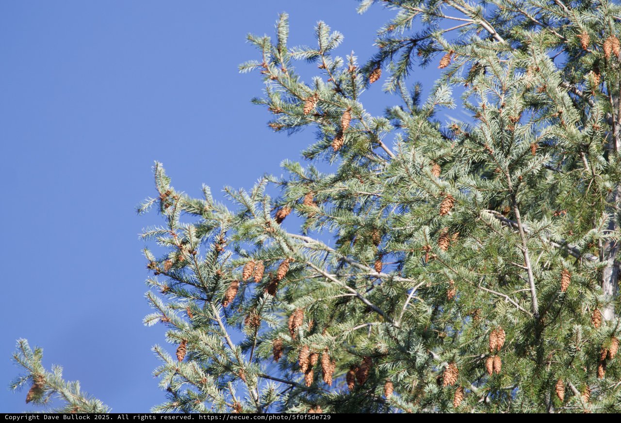 Pine Cones Against Clear Blue Winter Sky