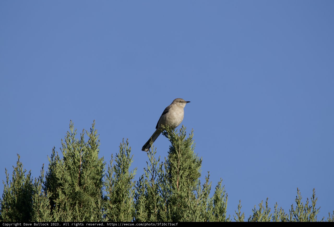 Serene Morning in El Sereno: Bird's Sanctuary