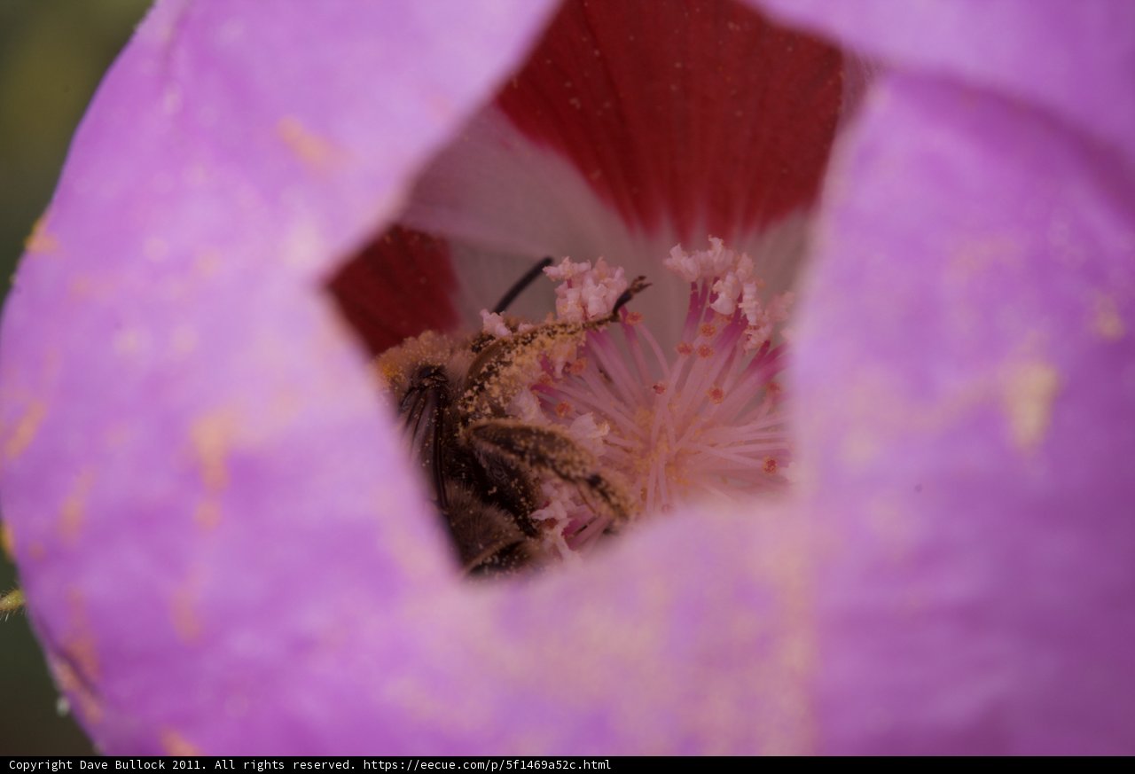 Busy Bee in a Purple Geranium