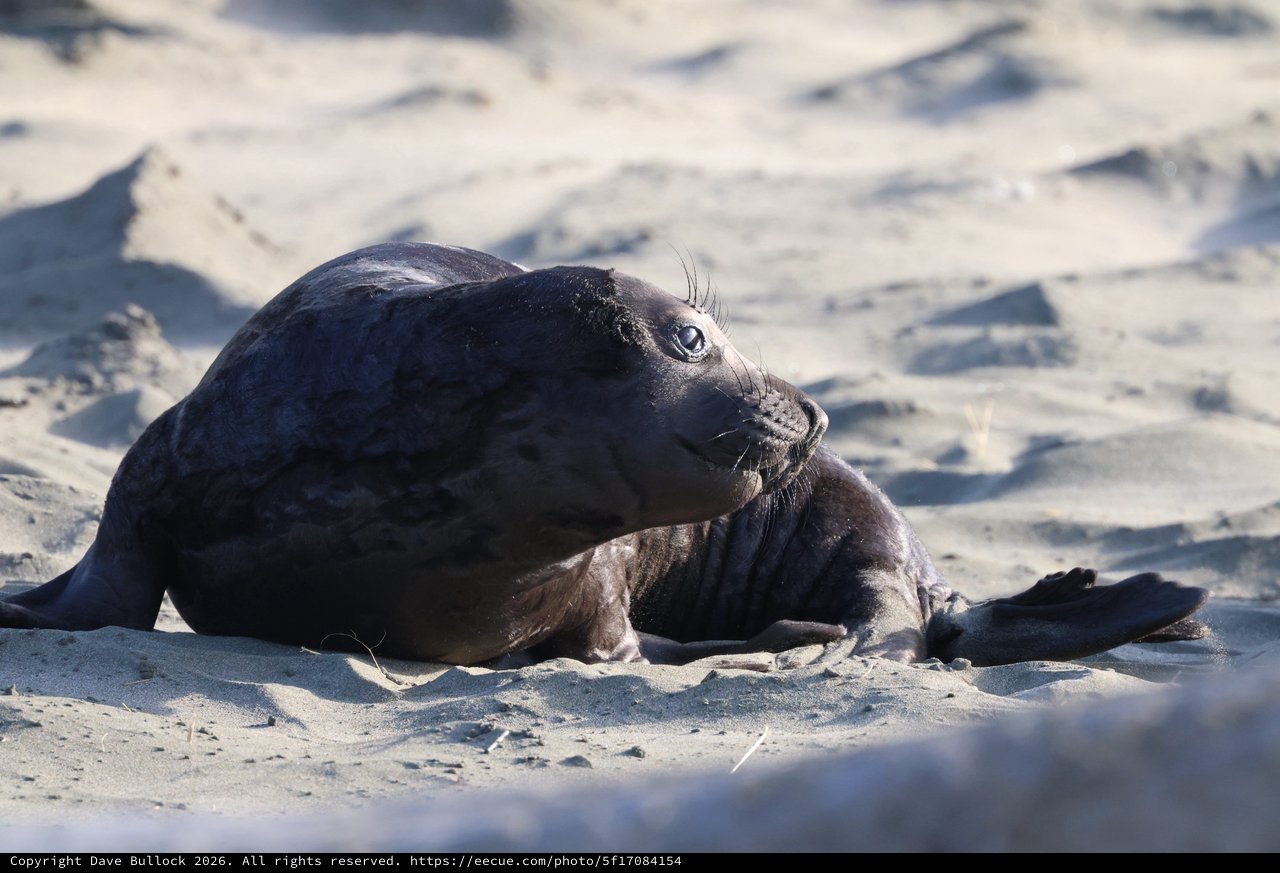 Northern Elephant Seal Mother and Pup Bonding on Beach