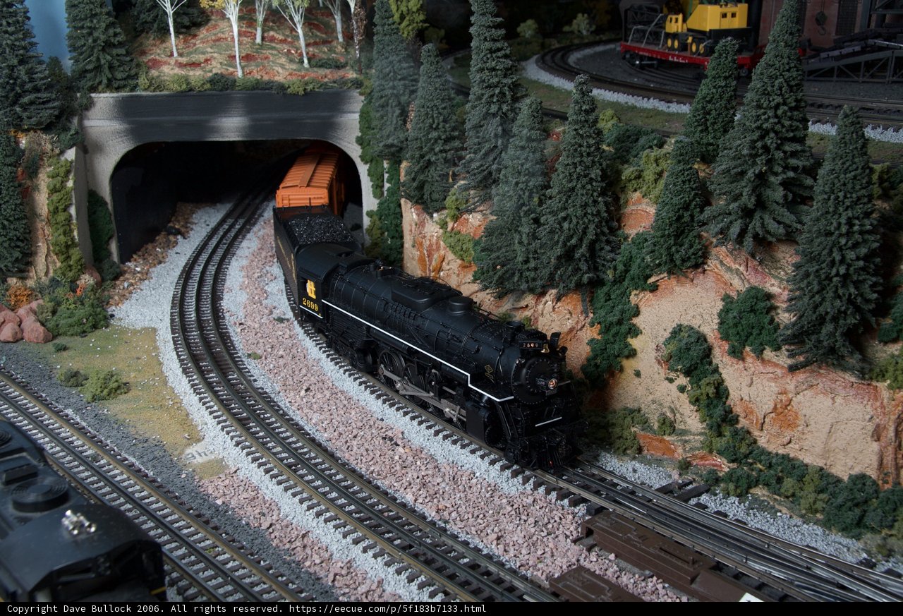 Journey Through the Coniferous Tunnel