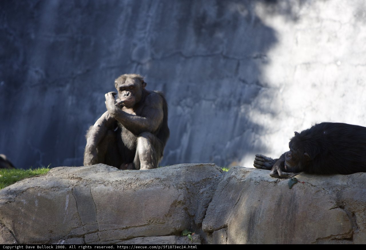 Wild Apes on the Rocks