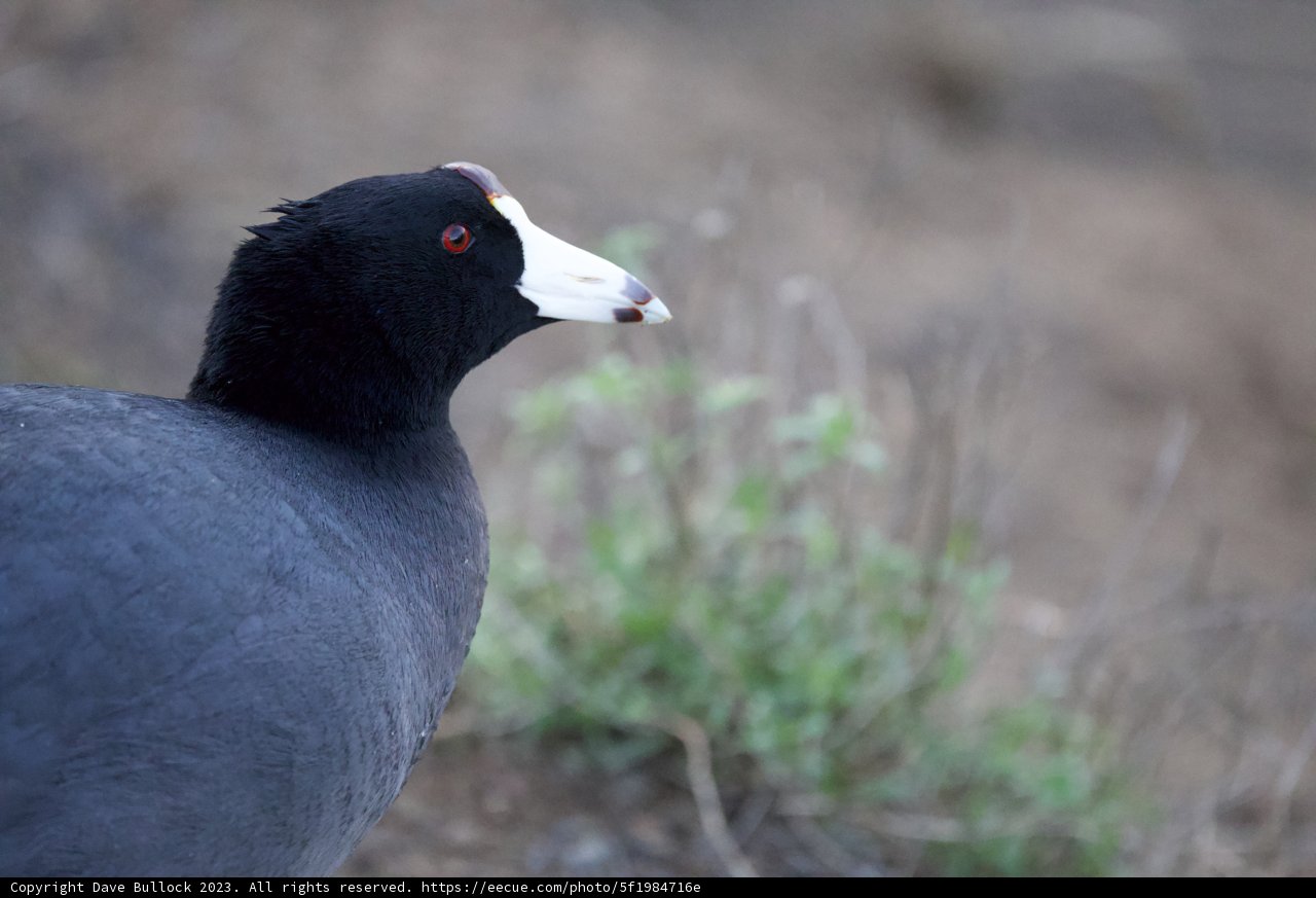 The Monochrome Marvel with a Fiery Beak