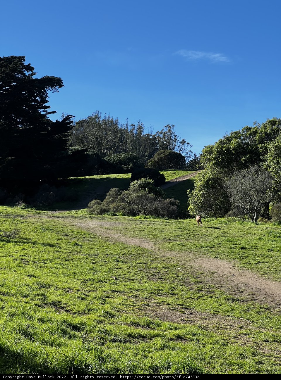 Serene Pasture