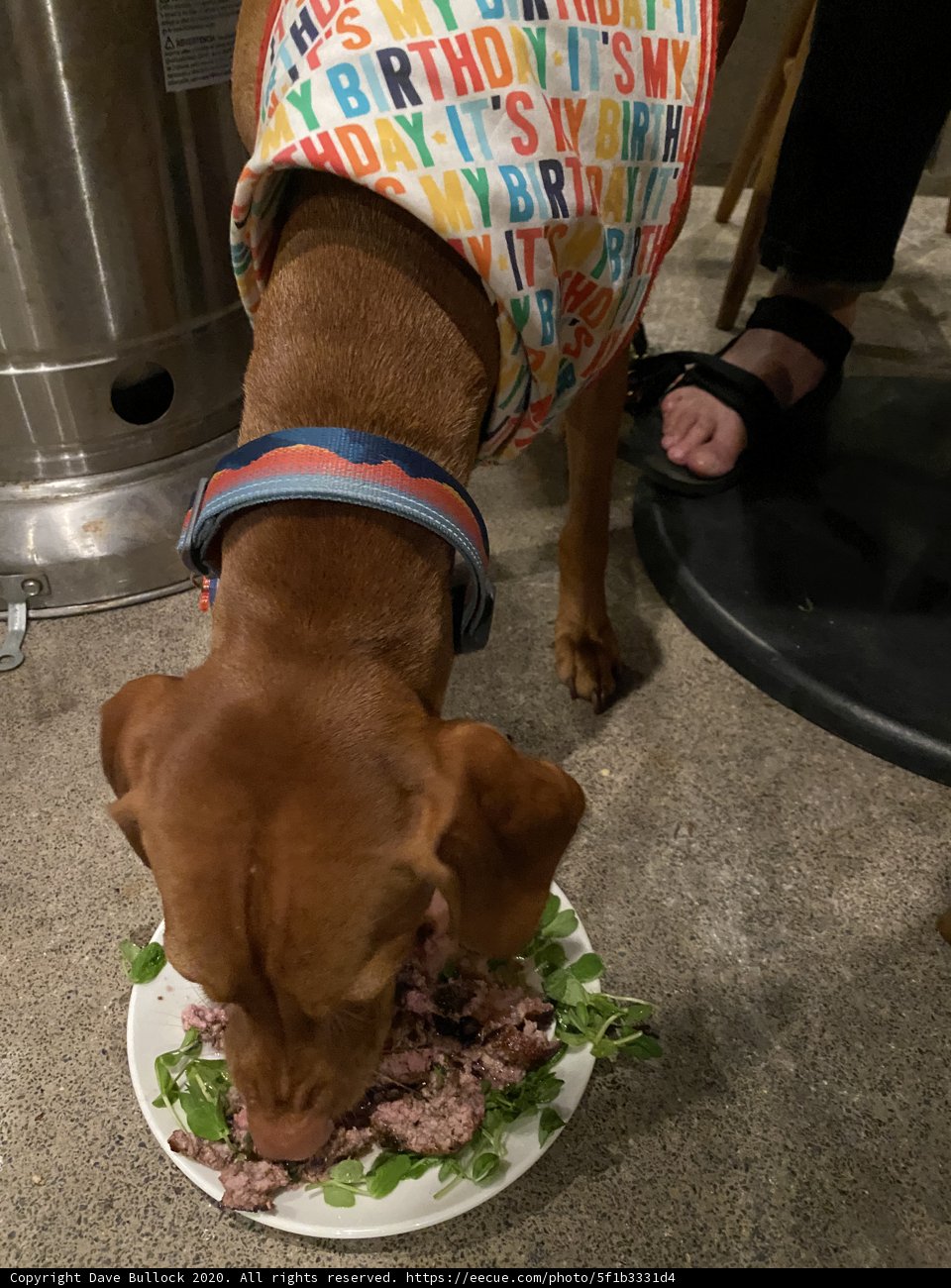 Canine Cuisine