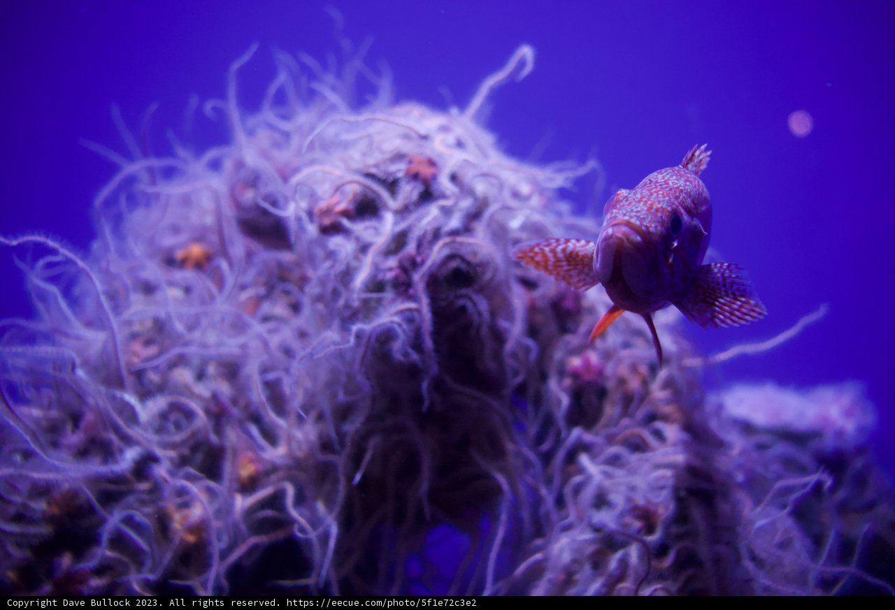 Living Portrait of the Aquatic Realm